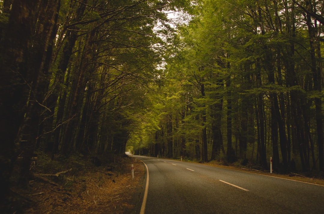 gray concrete road between green trees