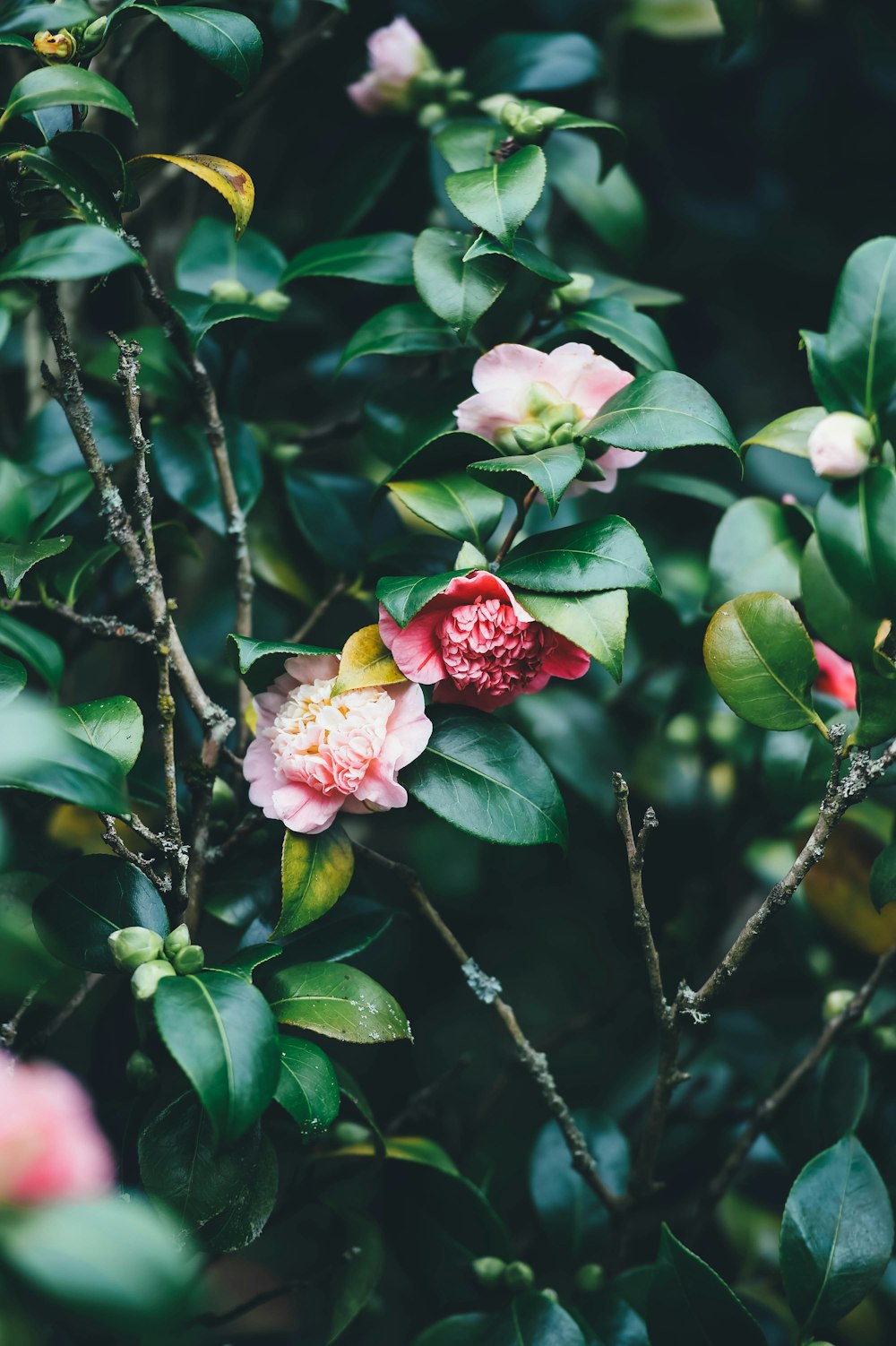 fotografia ravvicinata di fiori dai petali rosa