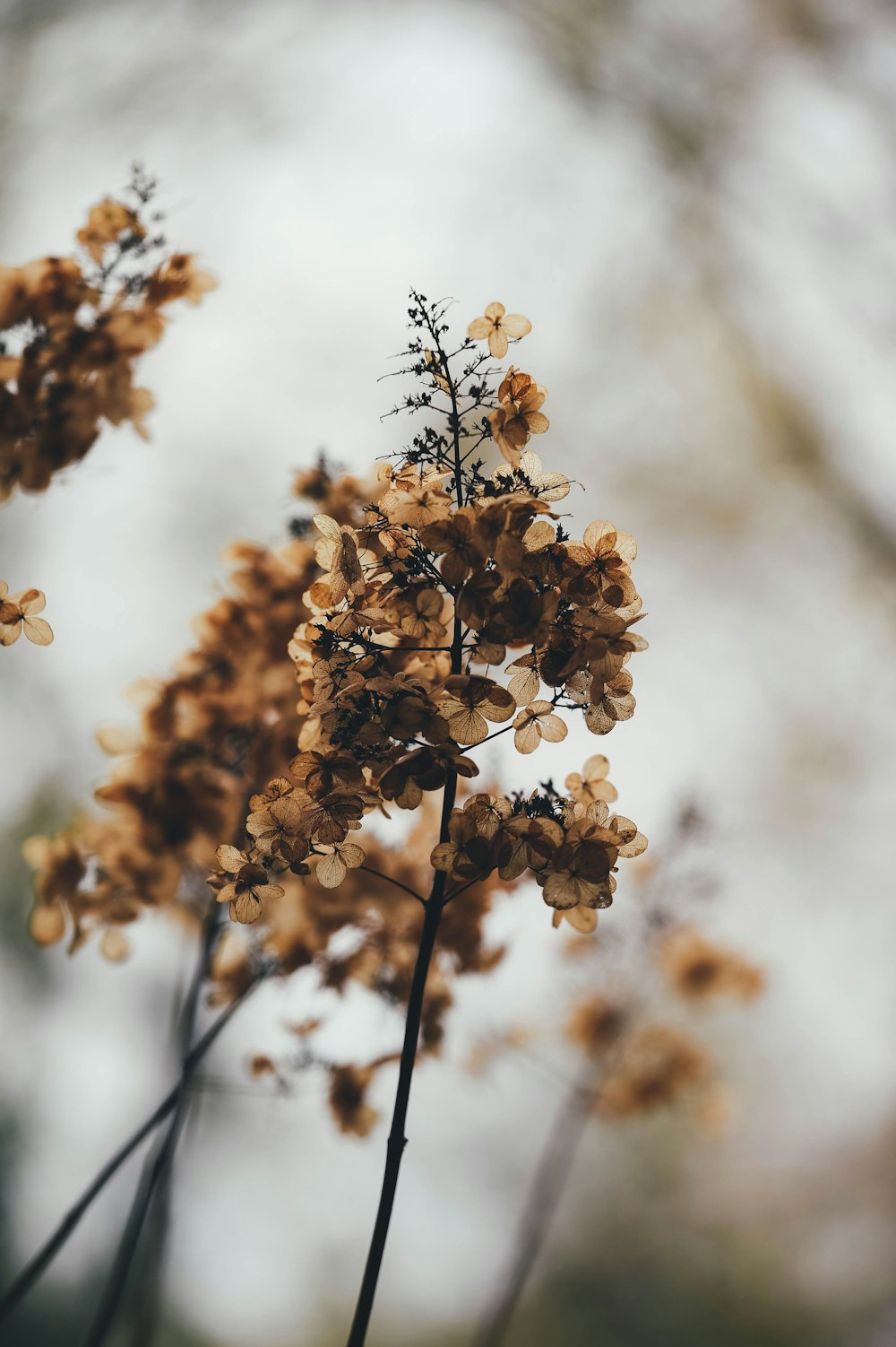 close-up photography of brown leaf plant