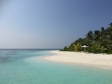 palm trees beside shoreline