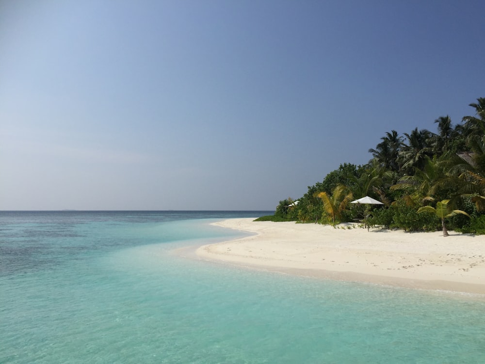 palm trees beside shoreline