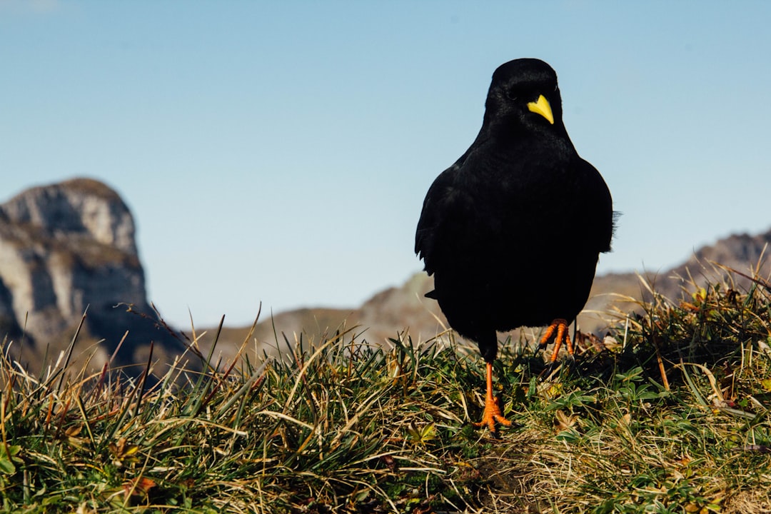 Wildlife photo spot Niesen Kleiner Mythen