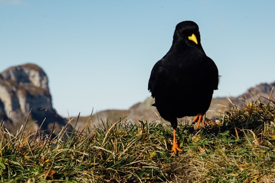 black crow on green field in Niesen Switzerland