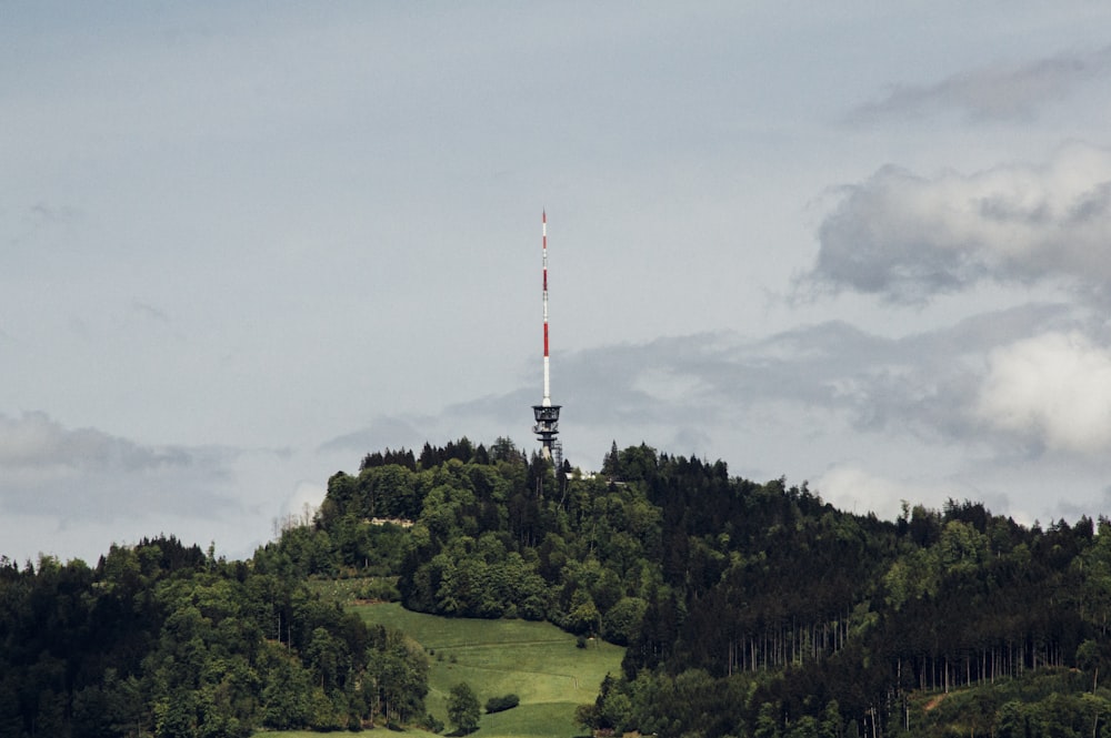 foto di paesaggio di alberi verdi con erba verde