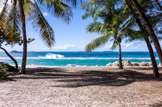green leaf coconut trees on beach during daytime