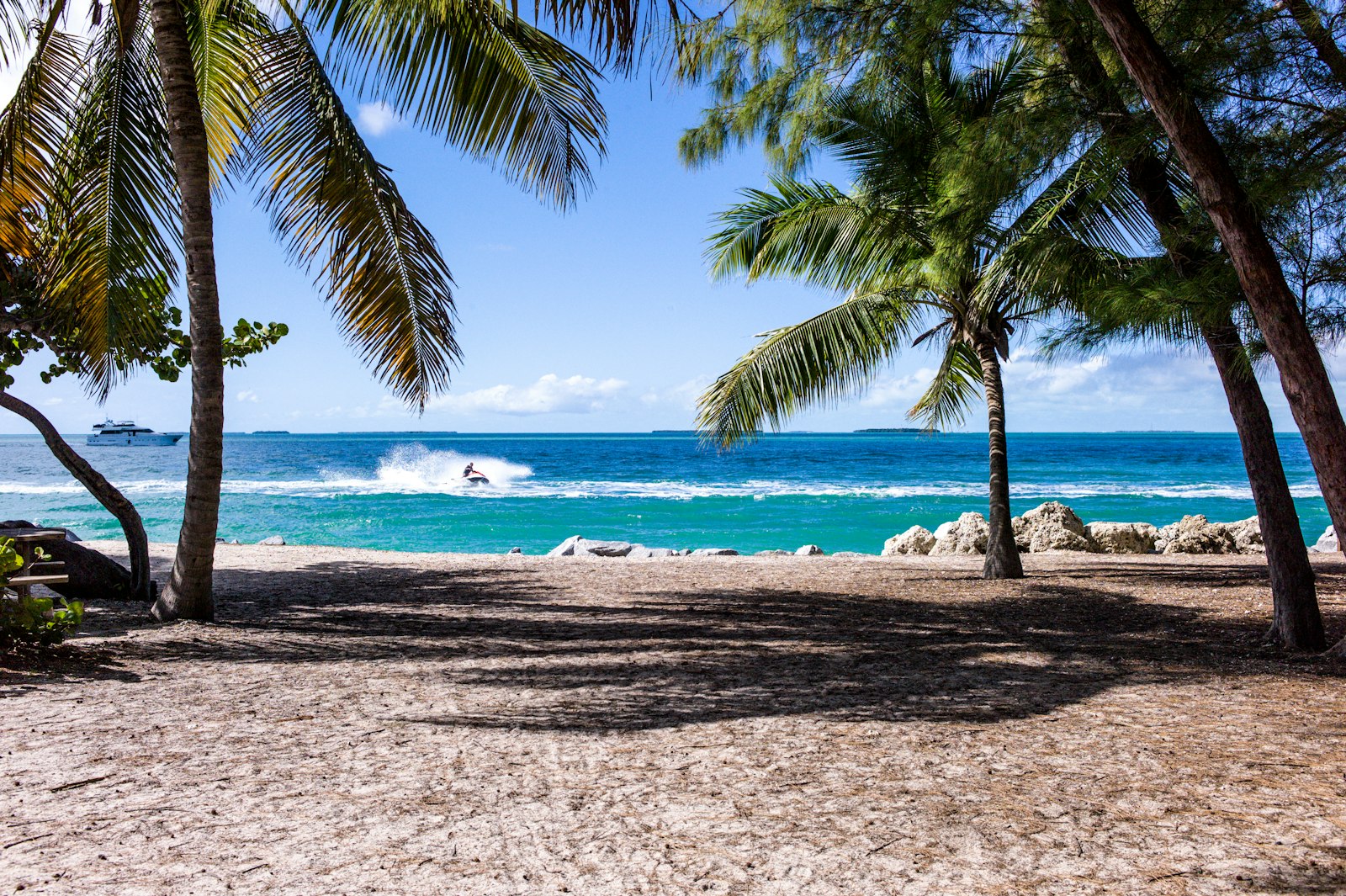 Leica M9 sample photo. Green leaf coconut trees photography