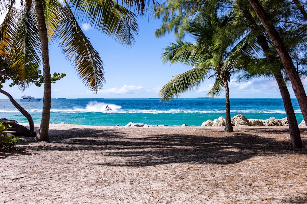 Grünblatt-Kokospalmen am Strand während des Tages