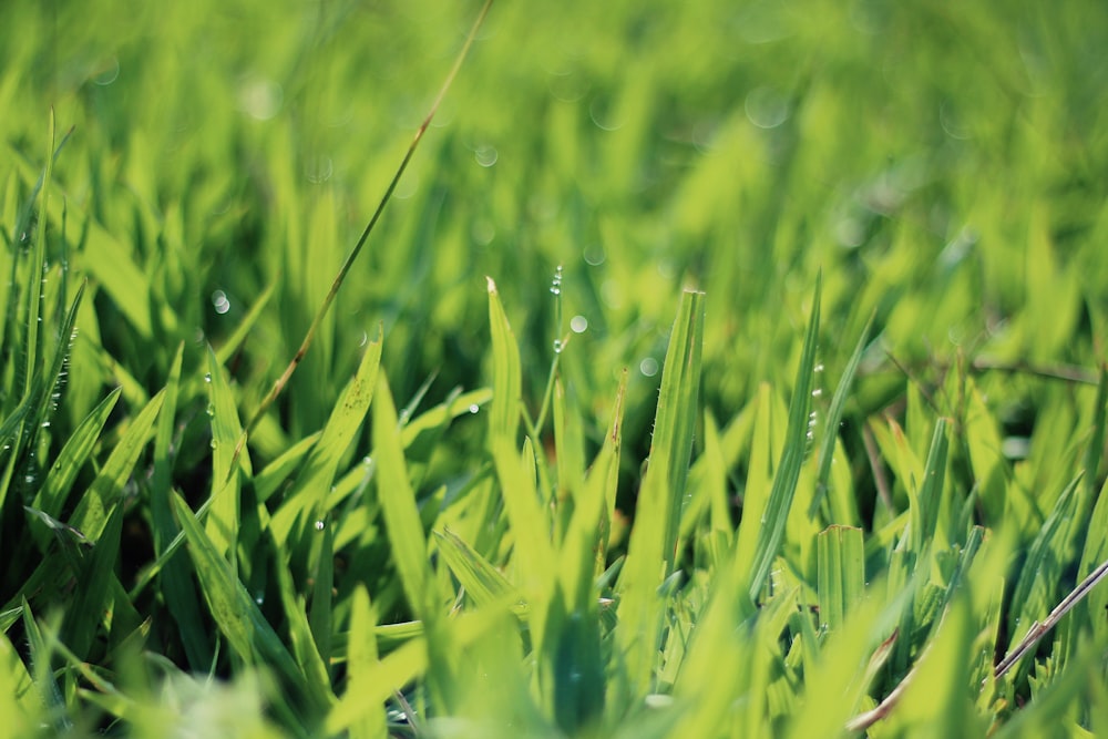 Photographie en gros plan d’herbes vertes avec des gouttelettes d’eau