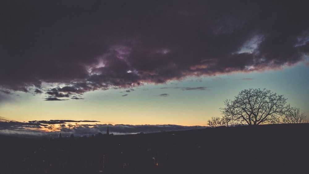 silhouette of trees during sunset