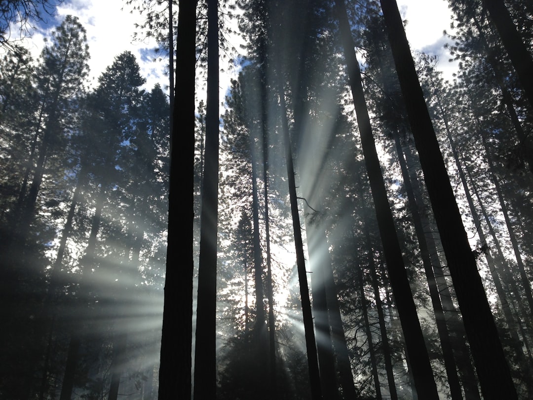 Forest photo spot Yosemite National Park Mammoth Lakes