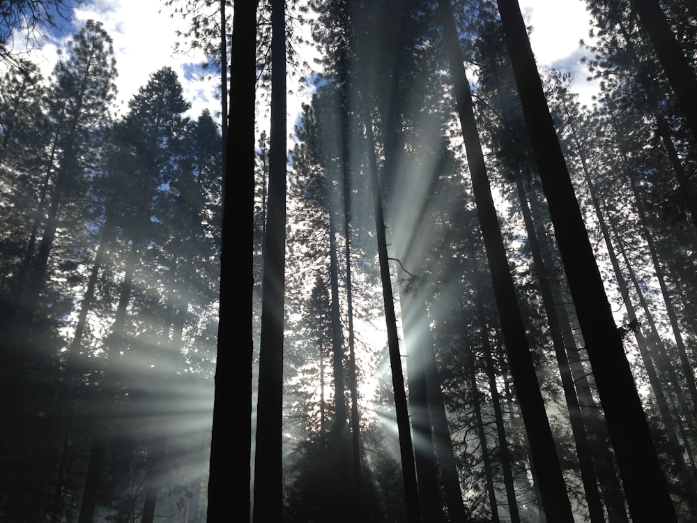 Wald mit Sonnenstrahlen