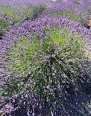 A lush field of blooming lavender stretches across the landscape, showcasing dense clusters of purple flowers atop long green stems. The plants are closely packed, creating a vibrant and fragrant scene under bright sunlight.