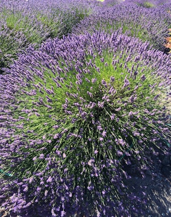 A lush field of blooming lavender stretches across the landscape, showcasing dense clusters of purple flowers atop long green stems. The plants are closely packed, creating a vibrant and fragrant scene under bright sunlight.