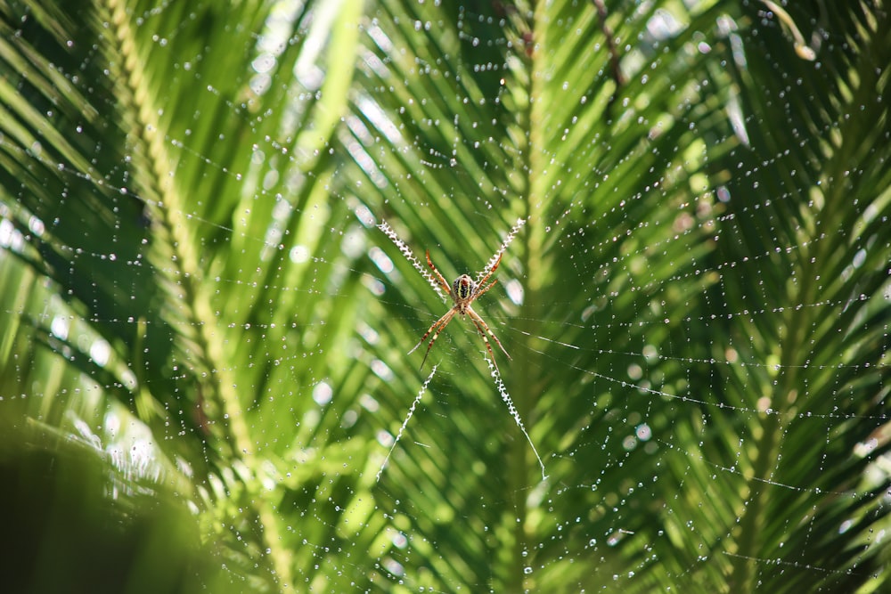 selective focus photography of brown spider