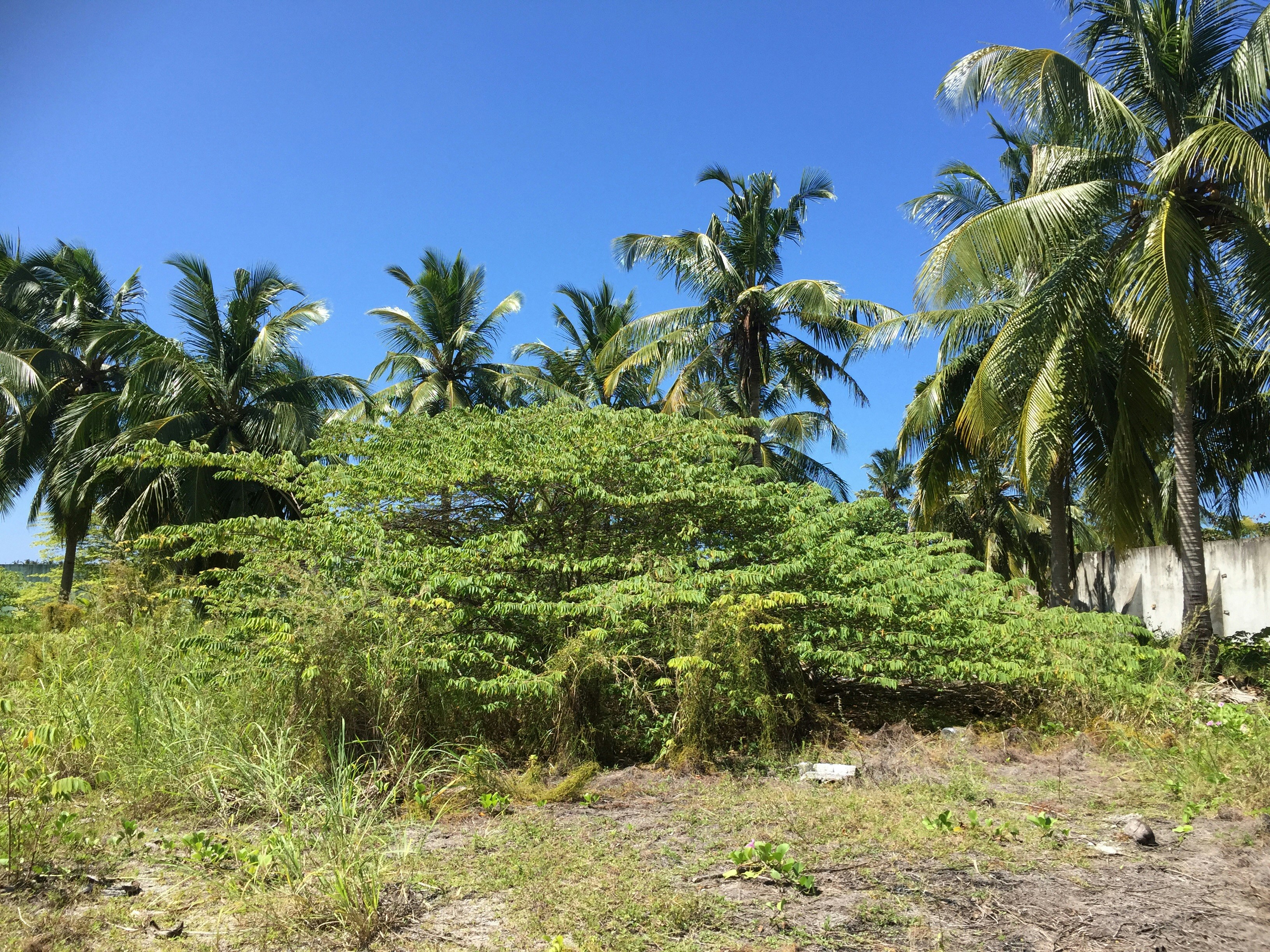 Free Unsplash photo from Love Maldives