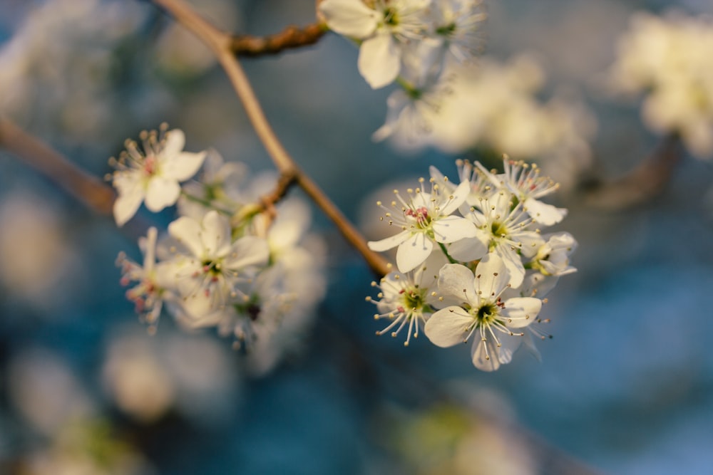 closeup photo of white petaled flower