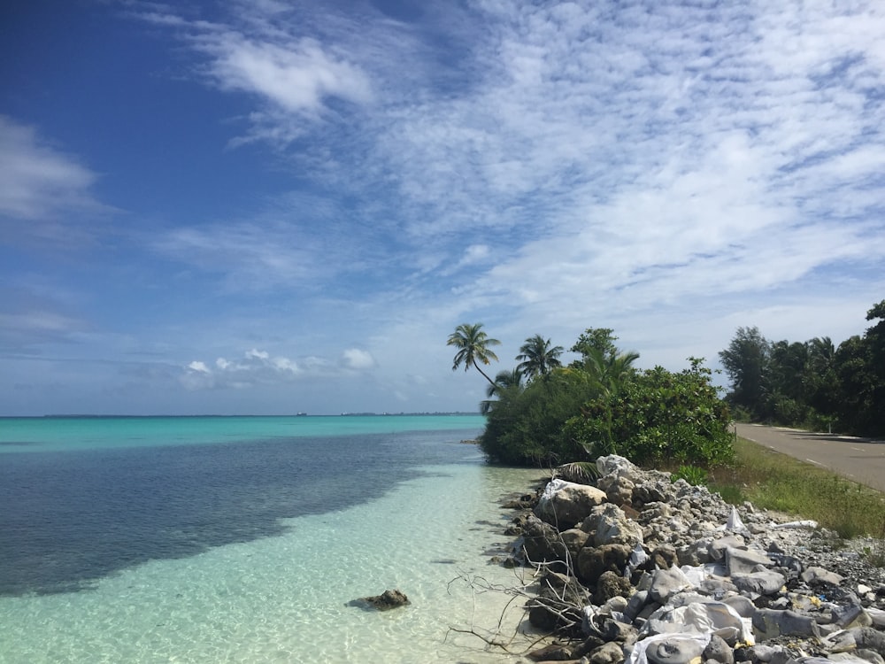 body of water near palm tree and road during daytime