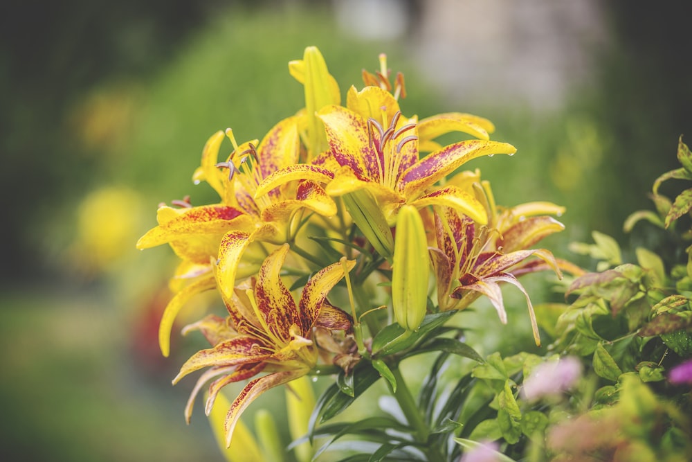 close up photography yellow and red petaled flowers