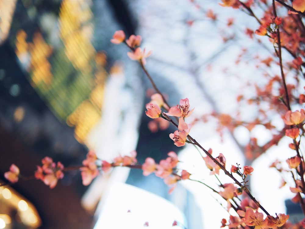 ピンクの花の浅い焦点撮影