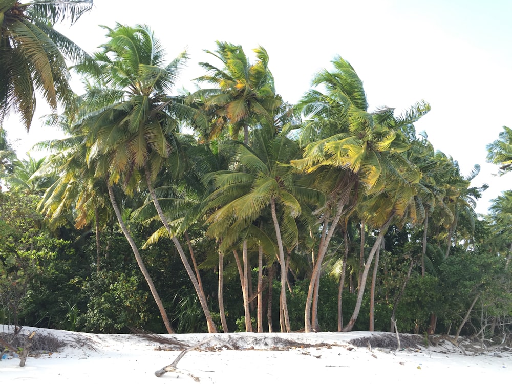 árvore de folhas verdes no lado da praia