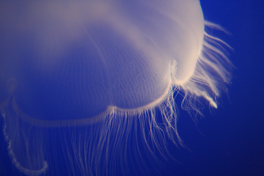 Foto de medusa blanca bajo el agua