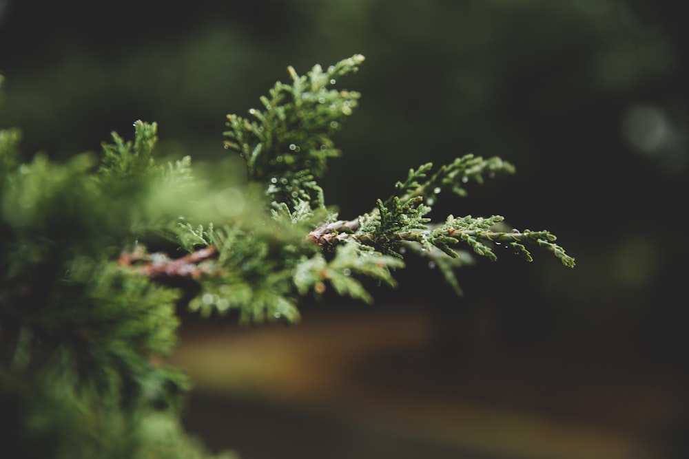 tilt-shift lens photography of pine tree twig