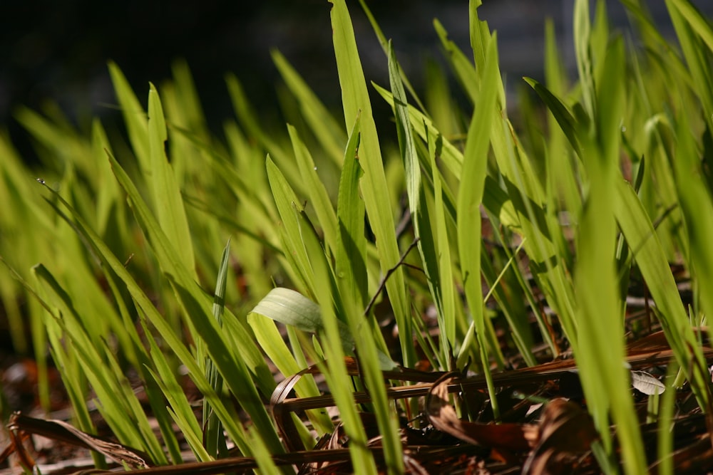 shallow focus photography of green plants