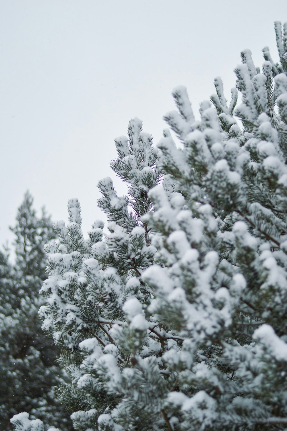 snow covered by tree during daytime