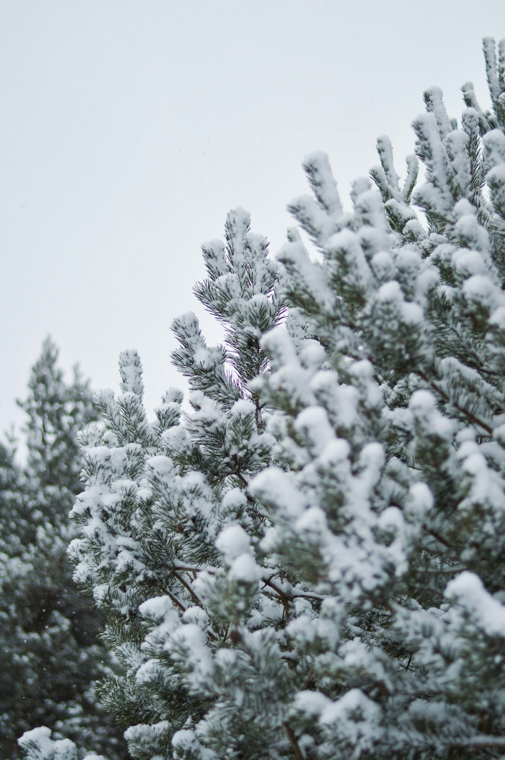 Nieve cubierta por un árbol durante el día