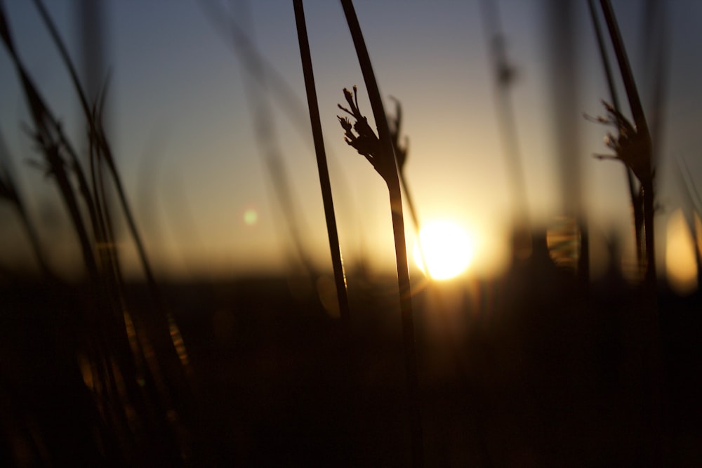 selective focus photography of grass