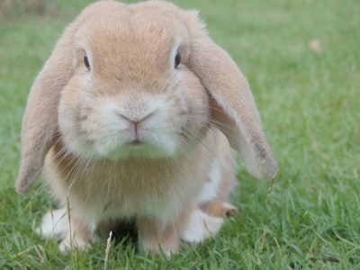 brown rabbit bunny zoom background