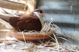 A brown and white pigeon is resting on a nest made of straw inside a shallow terracotta dish. The surrounding area shows a mix of straw and feathers with soft lighting casting shadows on the wall.