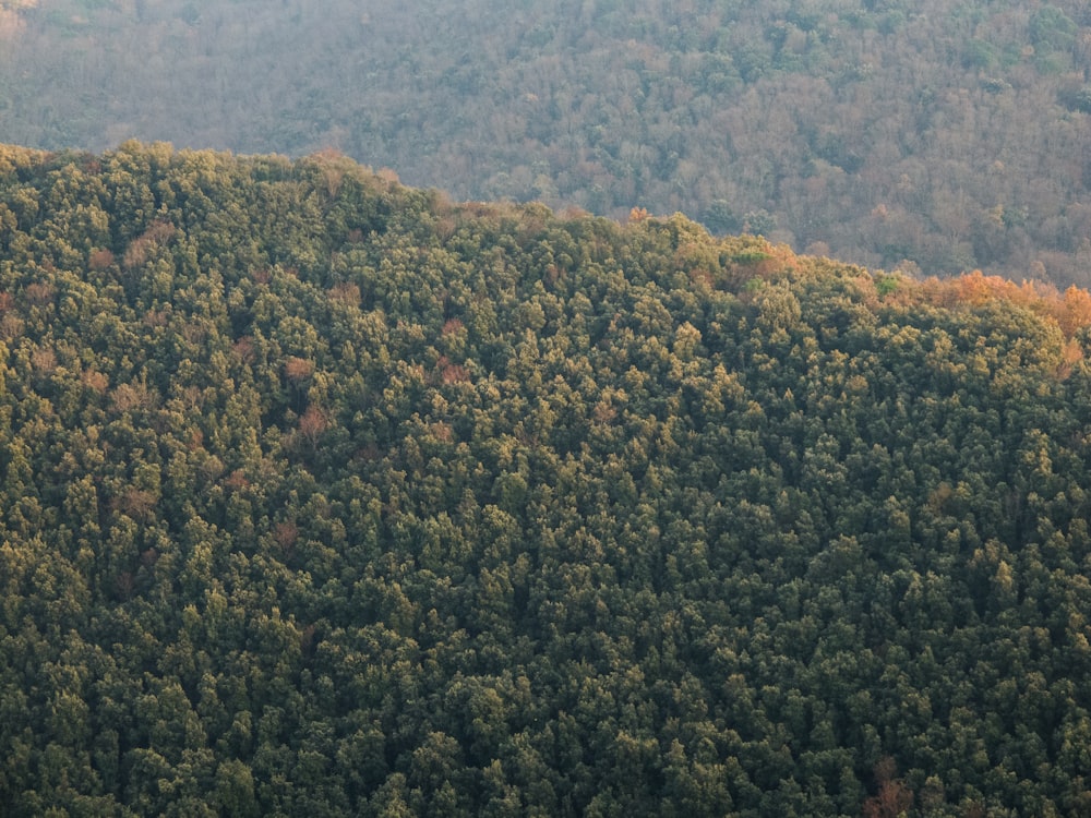 green trees mountain