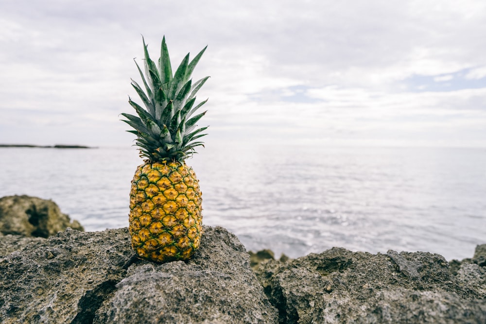 pineapple on gray rock near body of water