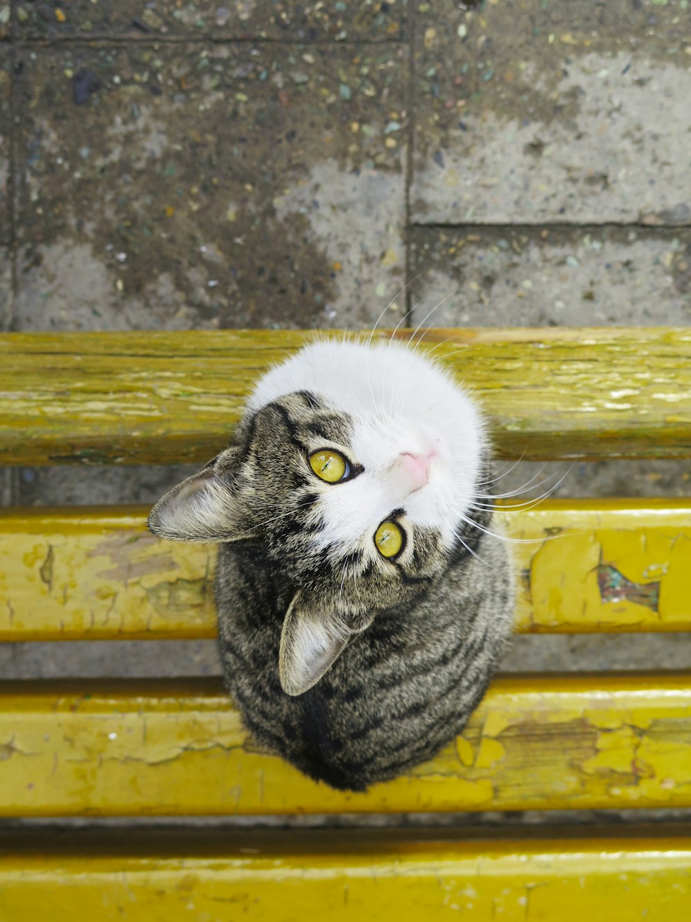 braune getigerte Katze auf gelber Holzbank