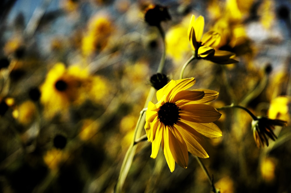 foto con messa a fuoco superficiale di fiori gialli