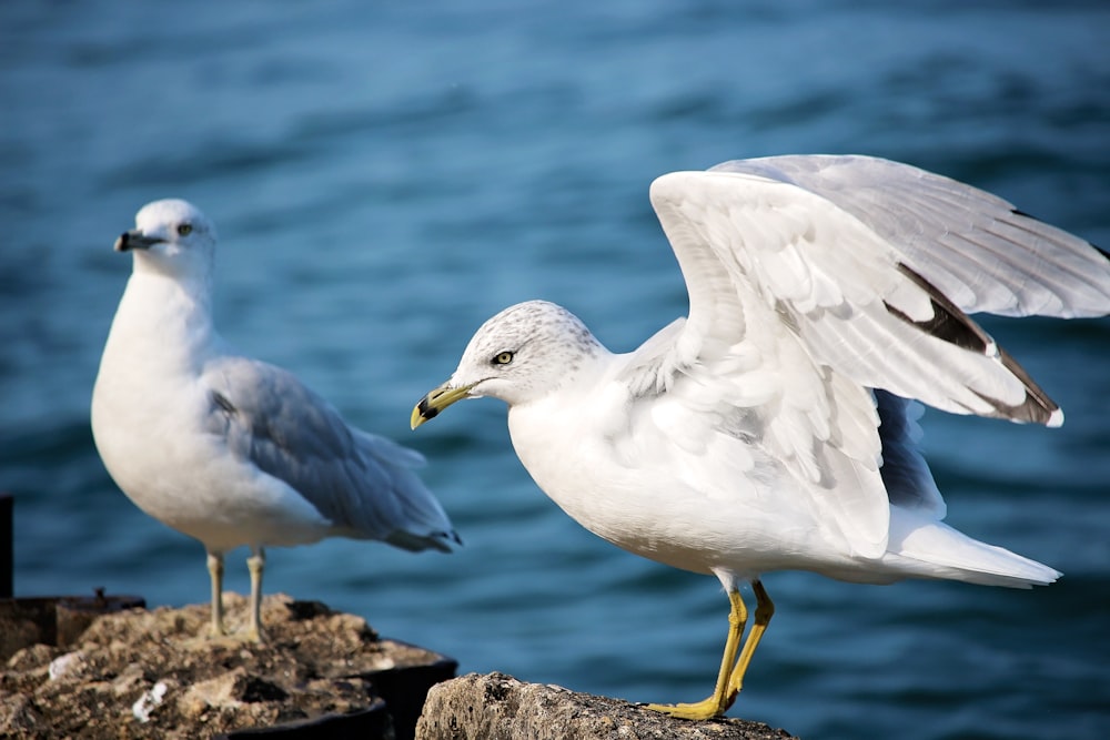 duas gaivotas brancas em pé sobre pedras cinzentas