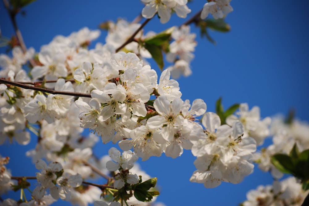 close up photo of white cherry blossoms