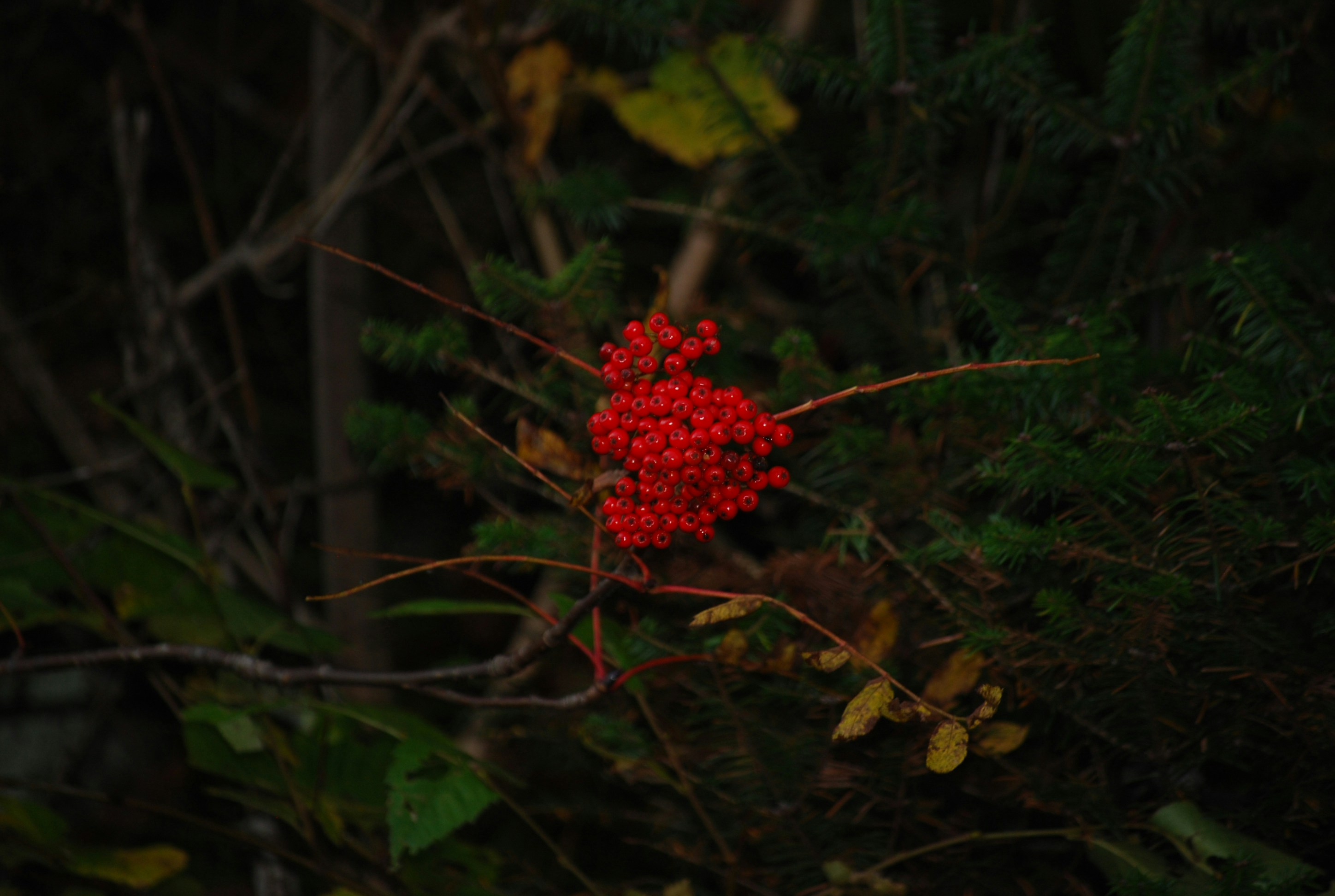 Free Unsplash photo from Vitali Seminenko