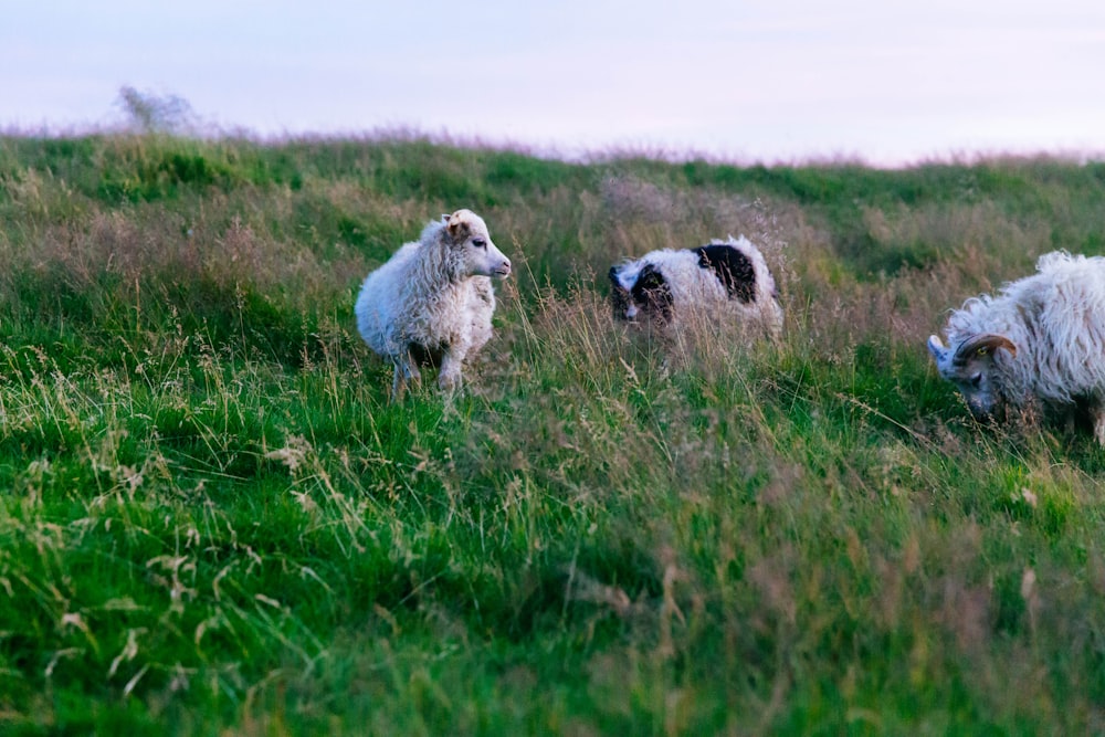 herd of sheep on green grass field