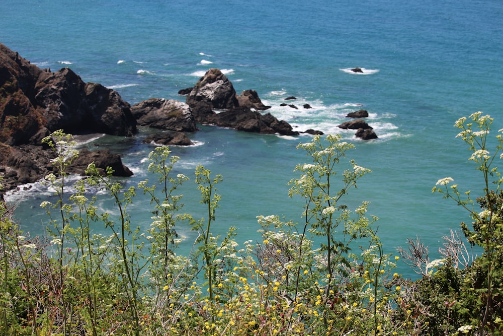 flores de pétalos amarillos junto al mar