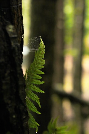 A vibrant green fern leaf extends next to a dark tree trunk with a delicate spider web strung between them. The background is softly blurred, featuring a mix of green and earth tones, suggesting a forest setting.