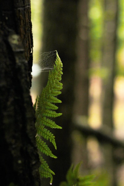 Photo 1452902163670 F391d0f18a66?q=85&w=1200&h=600&fit=crop