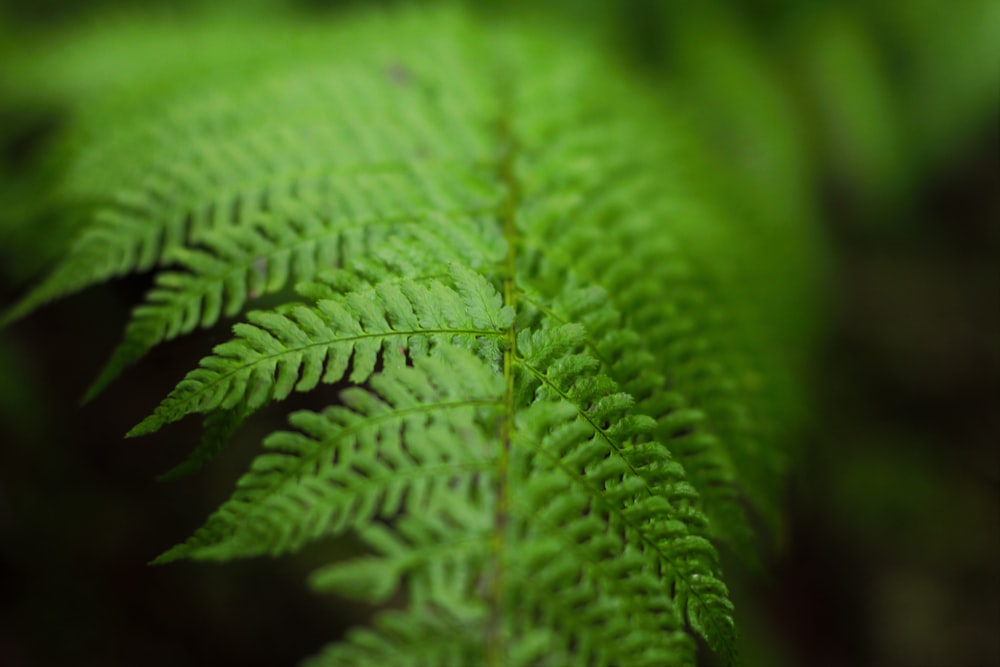 Photographie sélective de la feuille de fougère verte