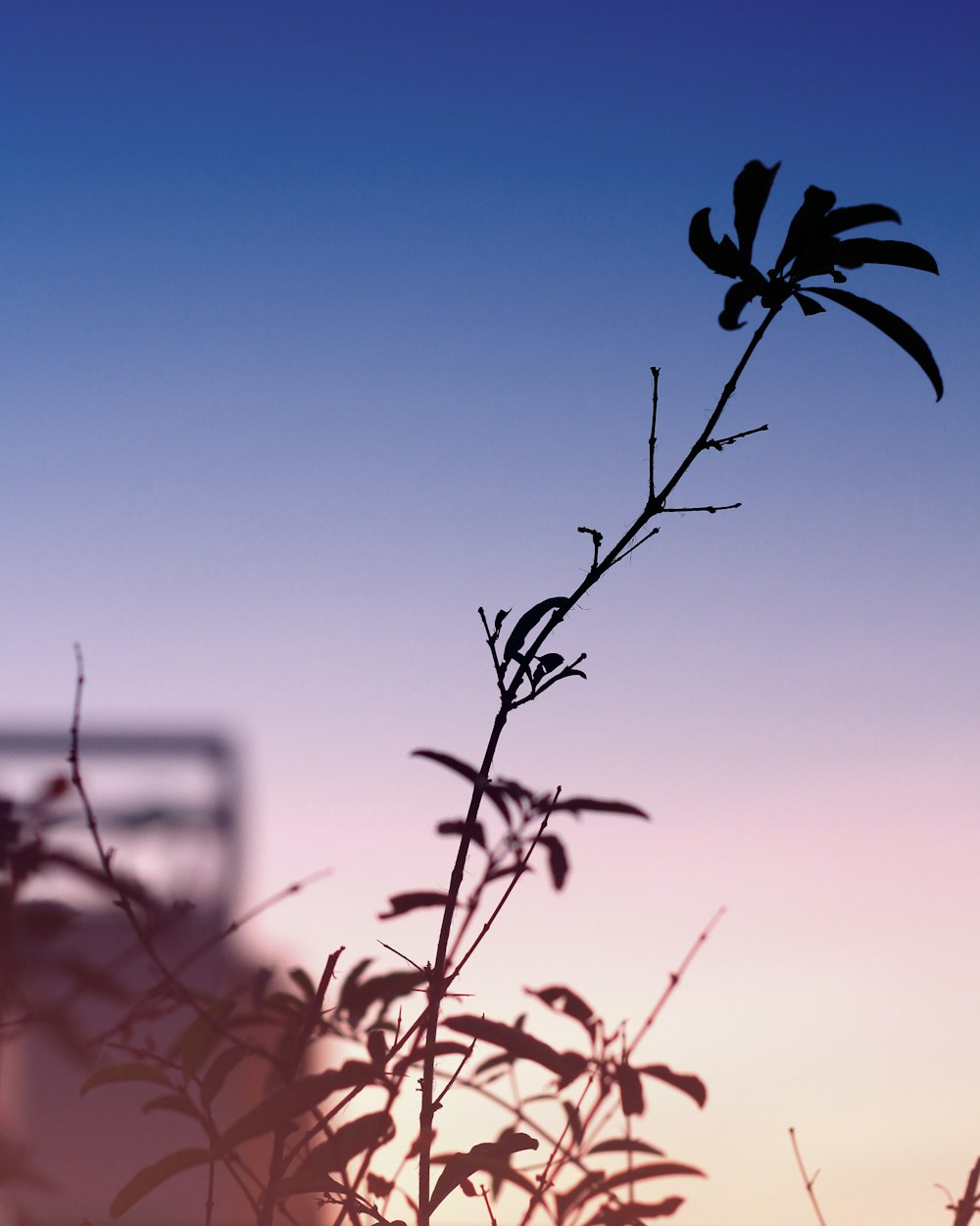 green leafed plant during daytime