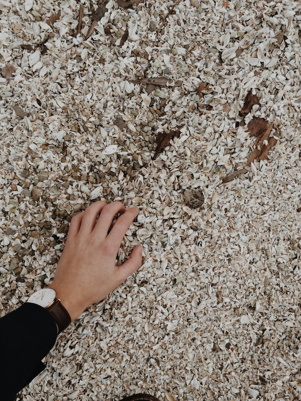 person holding white shell lot