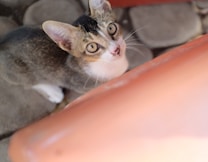 A curious cat with large, attentive eyes peers up, showcasing its white and tabby fur. The cat is sitting on a stone surface, partially obscured by a blurred orange object in the foreground.