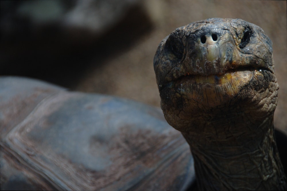 Braunschildkröte in der Flachfokusfotografie