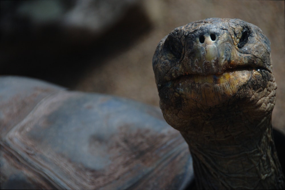 tortue brune dans la photographie à mise au point peu profonde