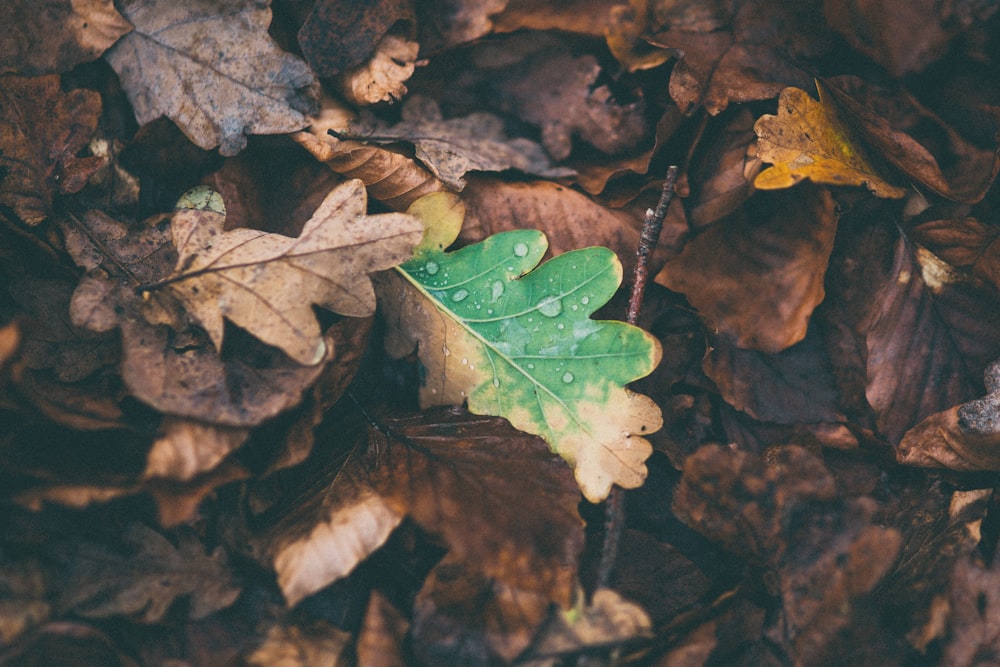 feuilles séchées sur le sol